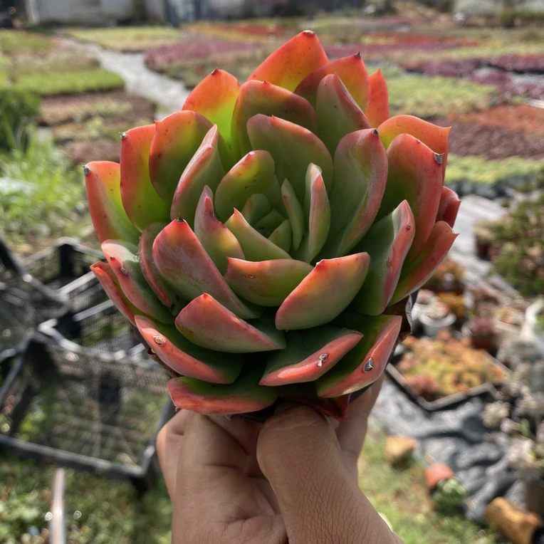 绮罗多肉植物脱土发货