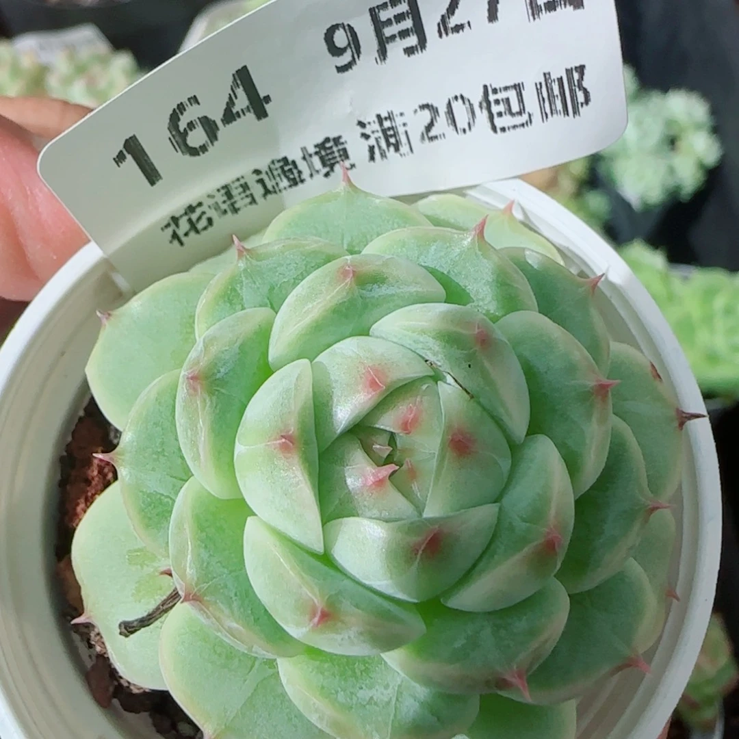 花语逸镜0927-164