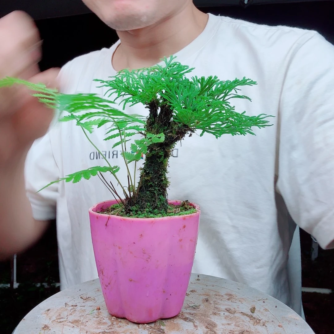 无花朵卷柏一物一拍45