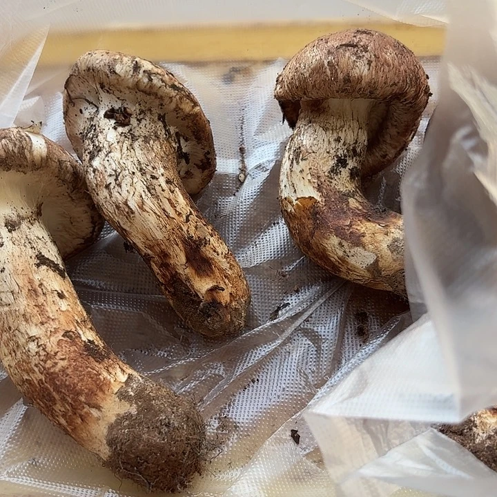 杨***哥南华，，，，，，，，，，，毛里求斯