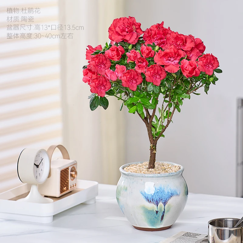 阳台植物杜鹃花盆栽花卉植物花四季开花植物好养易活绿植
