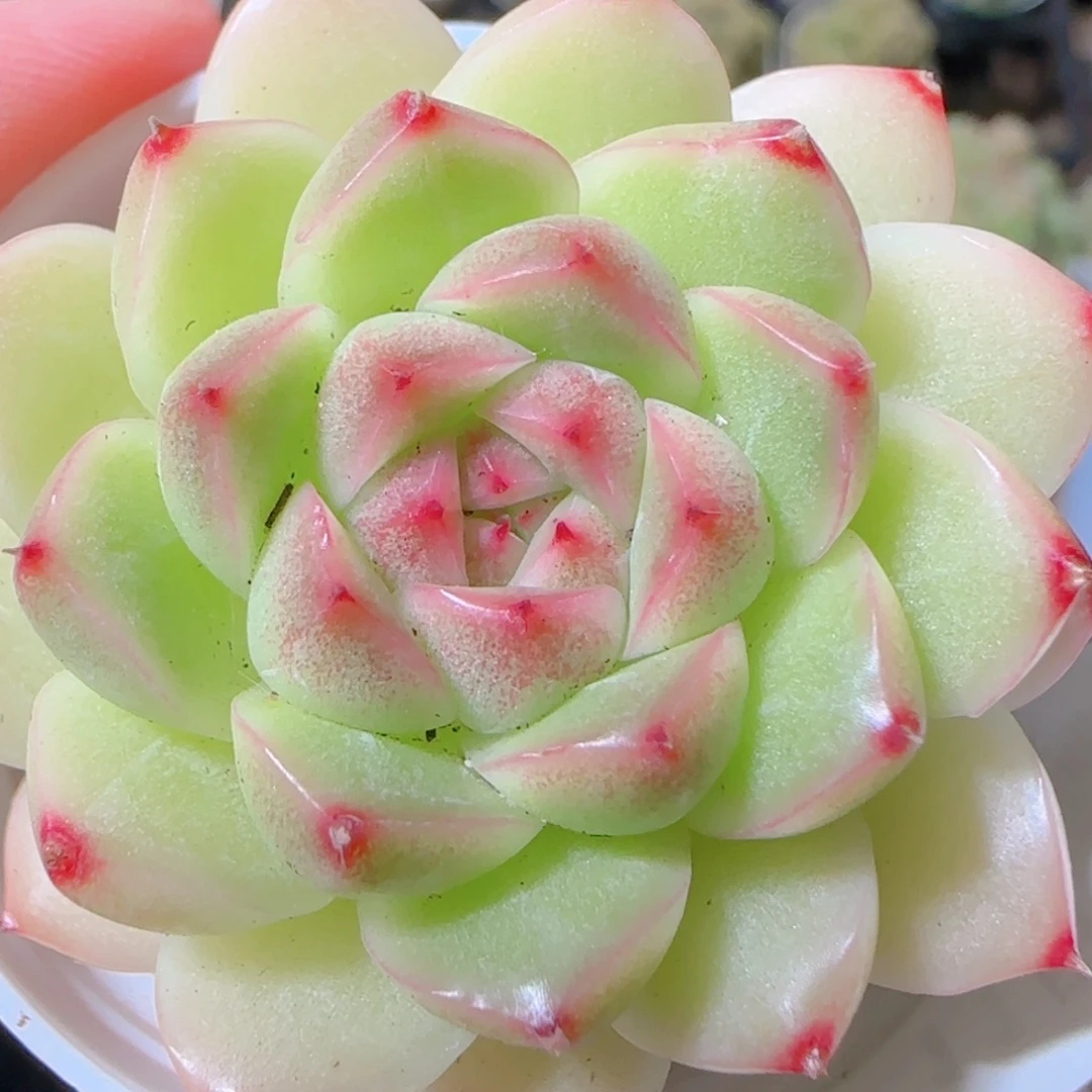 花语逸镜1109-32包子