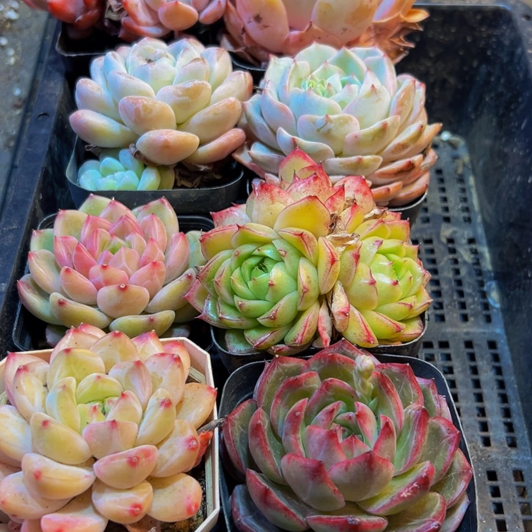 269多肉葡萄的味道是真的