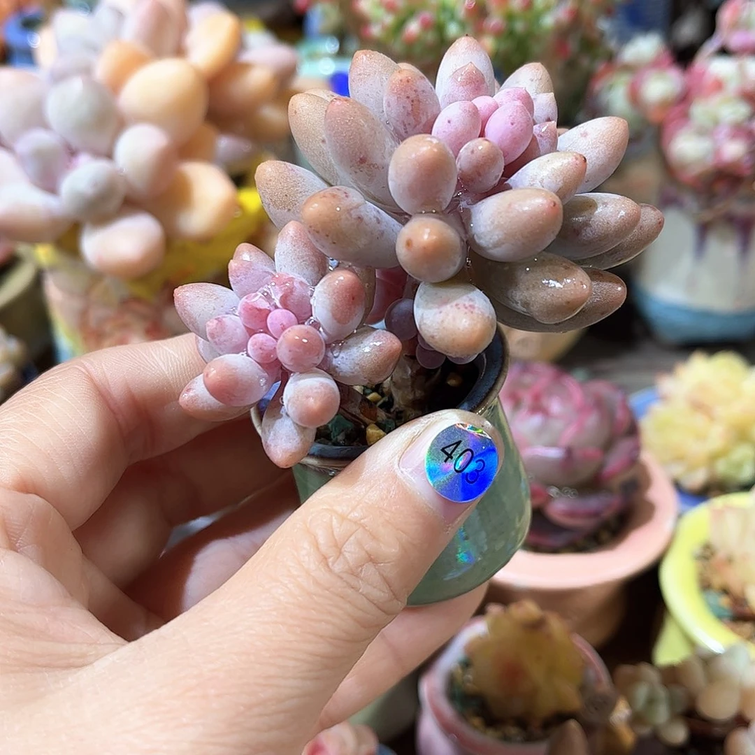 403 多肉含盆土30元包邮除偏远