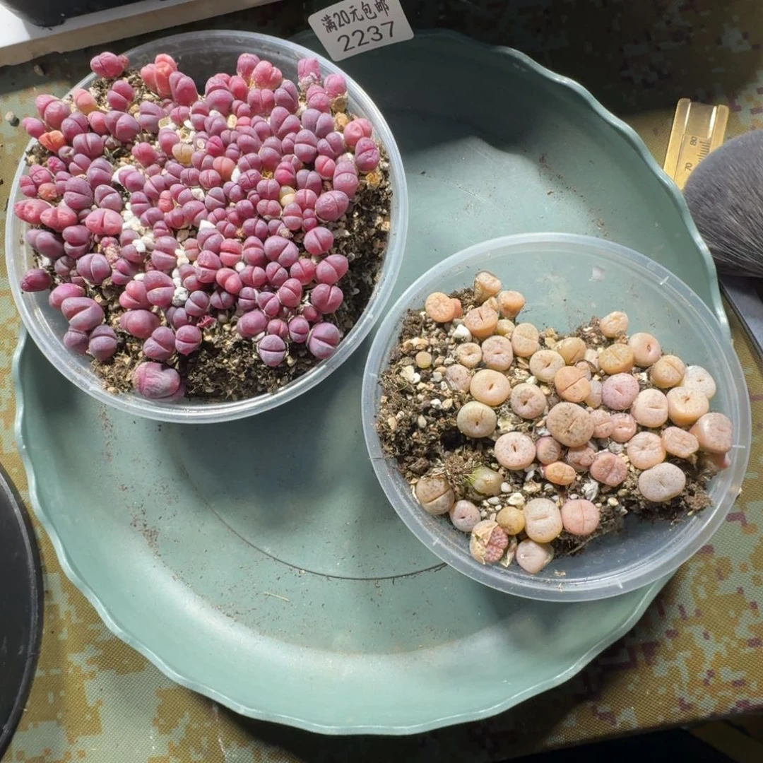 哈****瓜2237。拿。铁。红大内