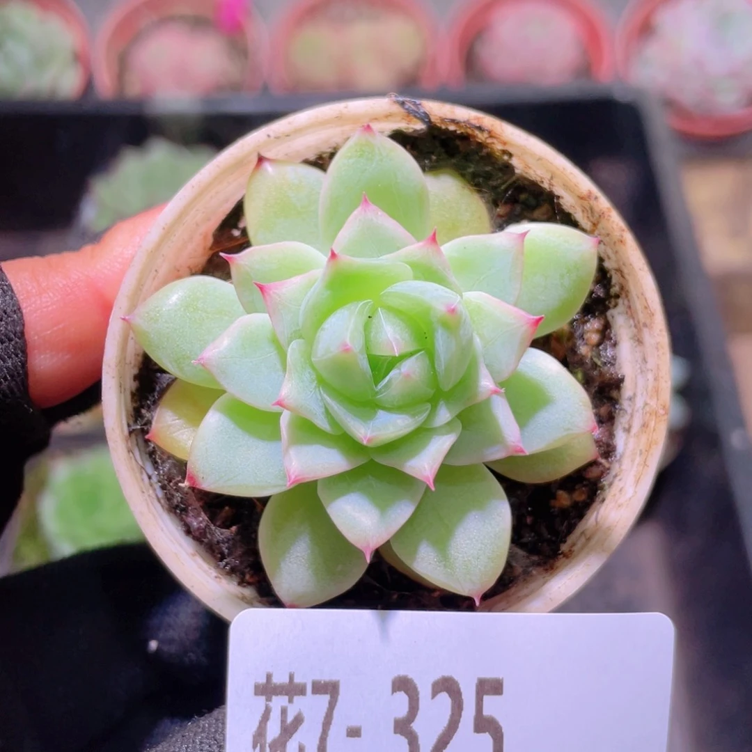 花利美7-325新品