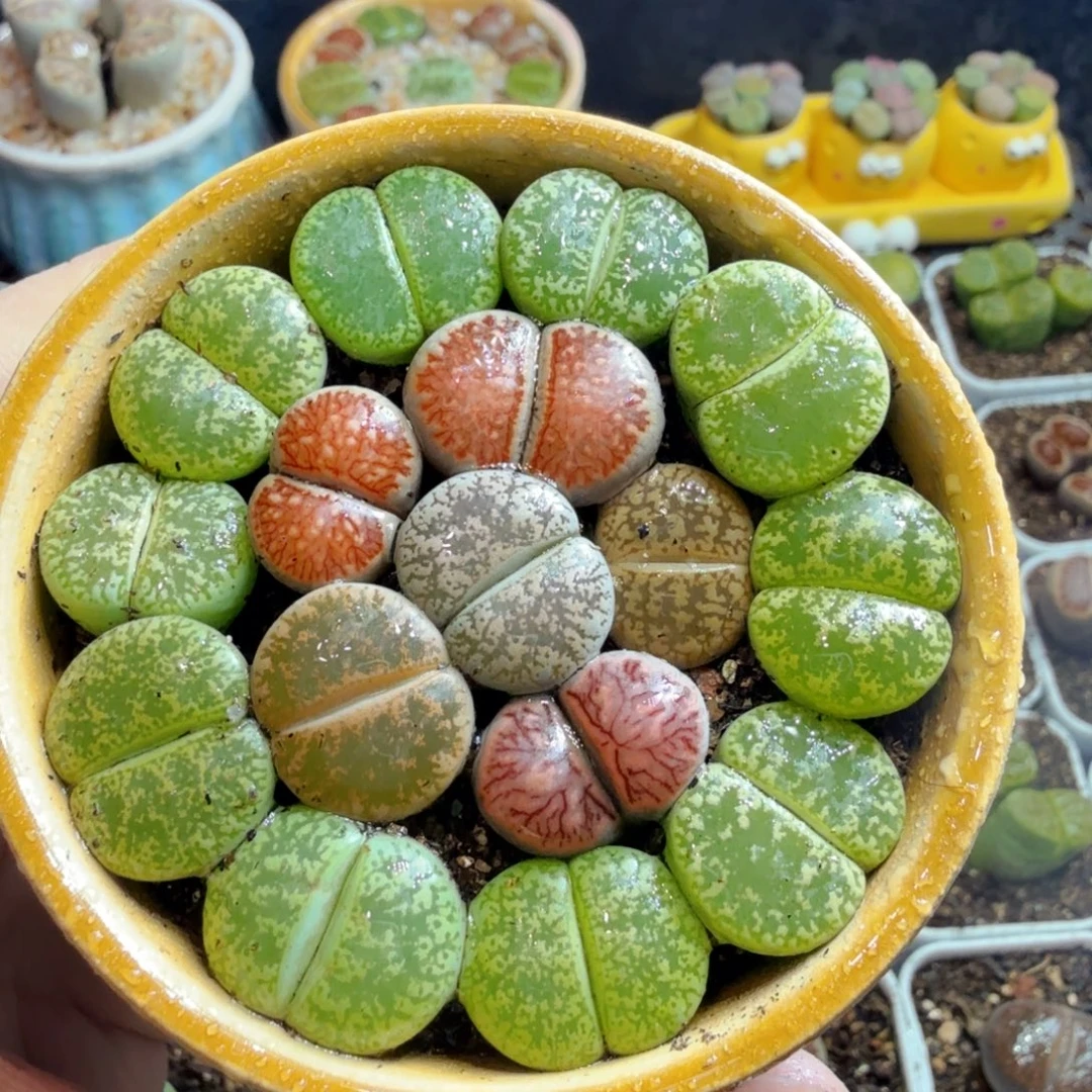 多肉植物的生长发育和526