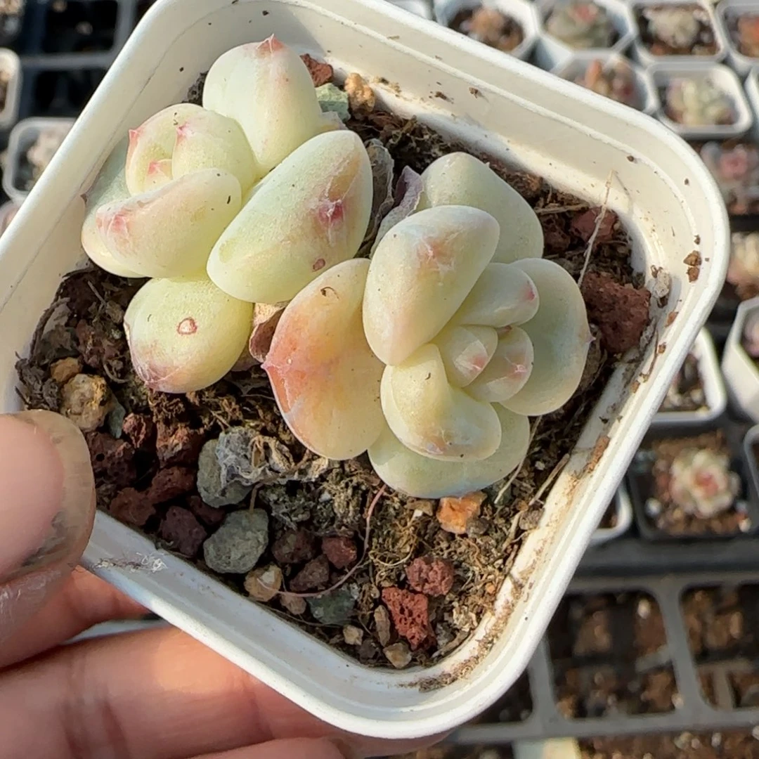 小卡拉米糖心一物一拍