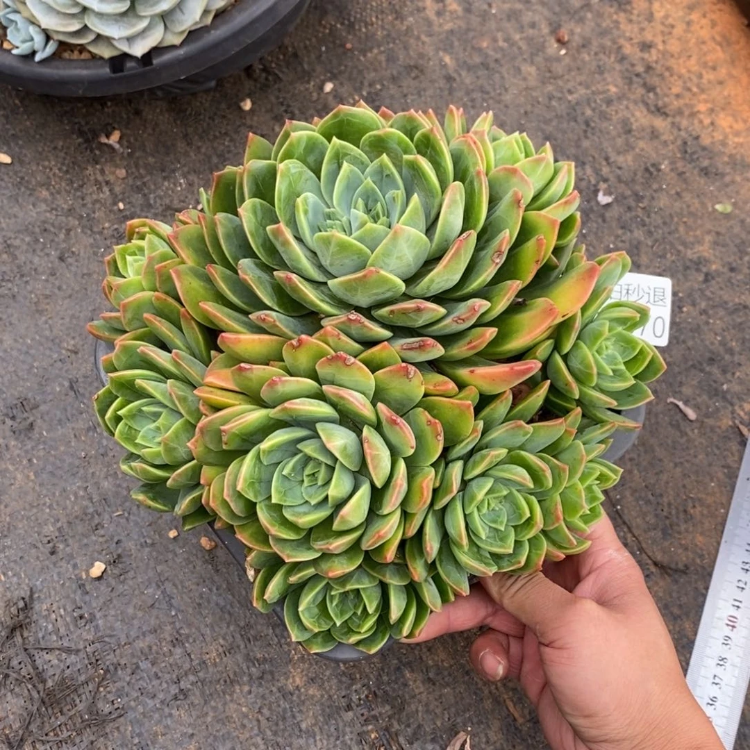 柠**珠两单包邮1107-70翠鸟