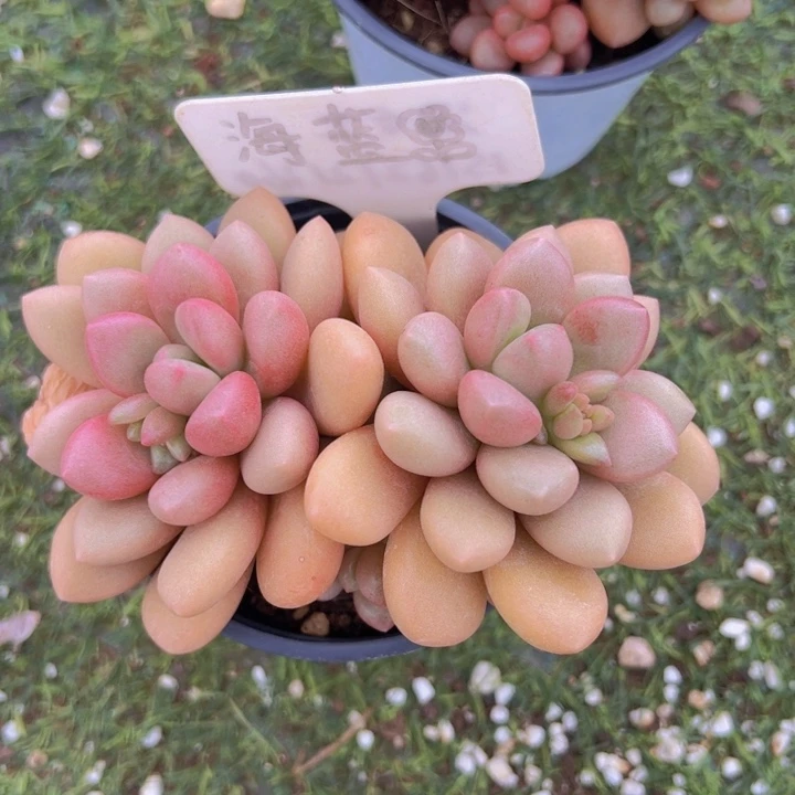 健健康康平平安安