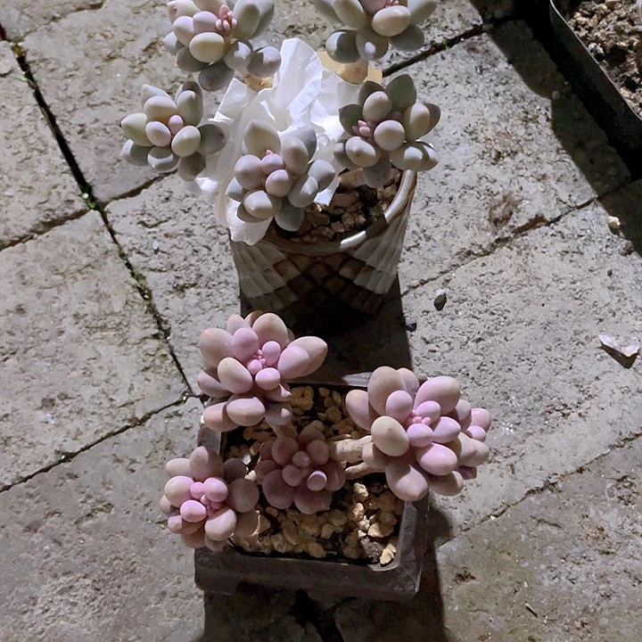 多肉植物多肉植物