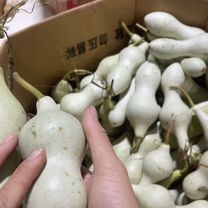 大果紫檀（缅甸花梨）大**形