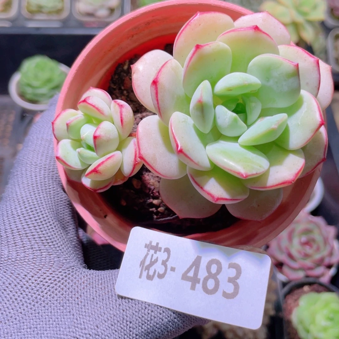 花利美3- 483香草