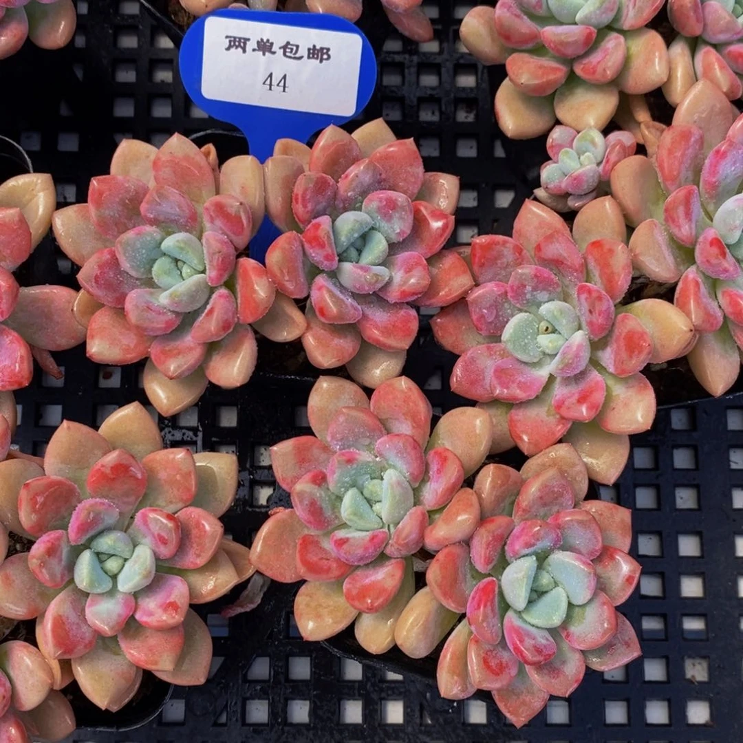 44-M精品血斑花斑鹭双头一个