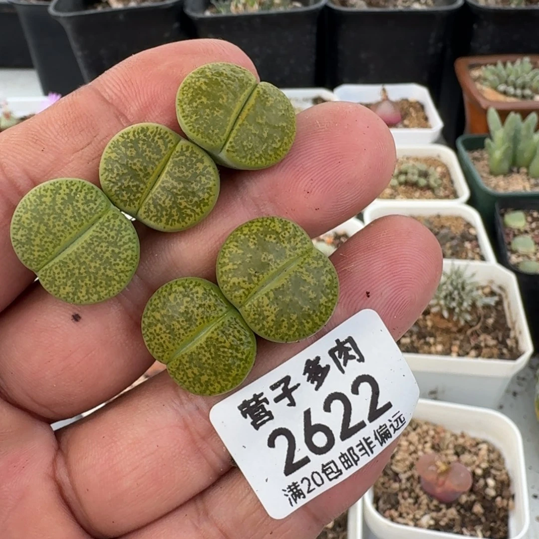 黄绿紫薰。    5颗。