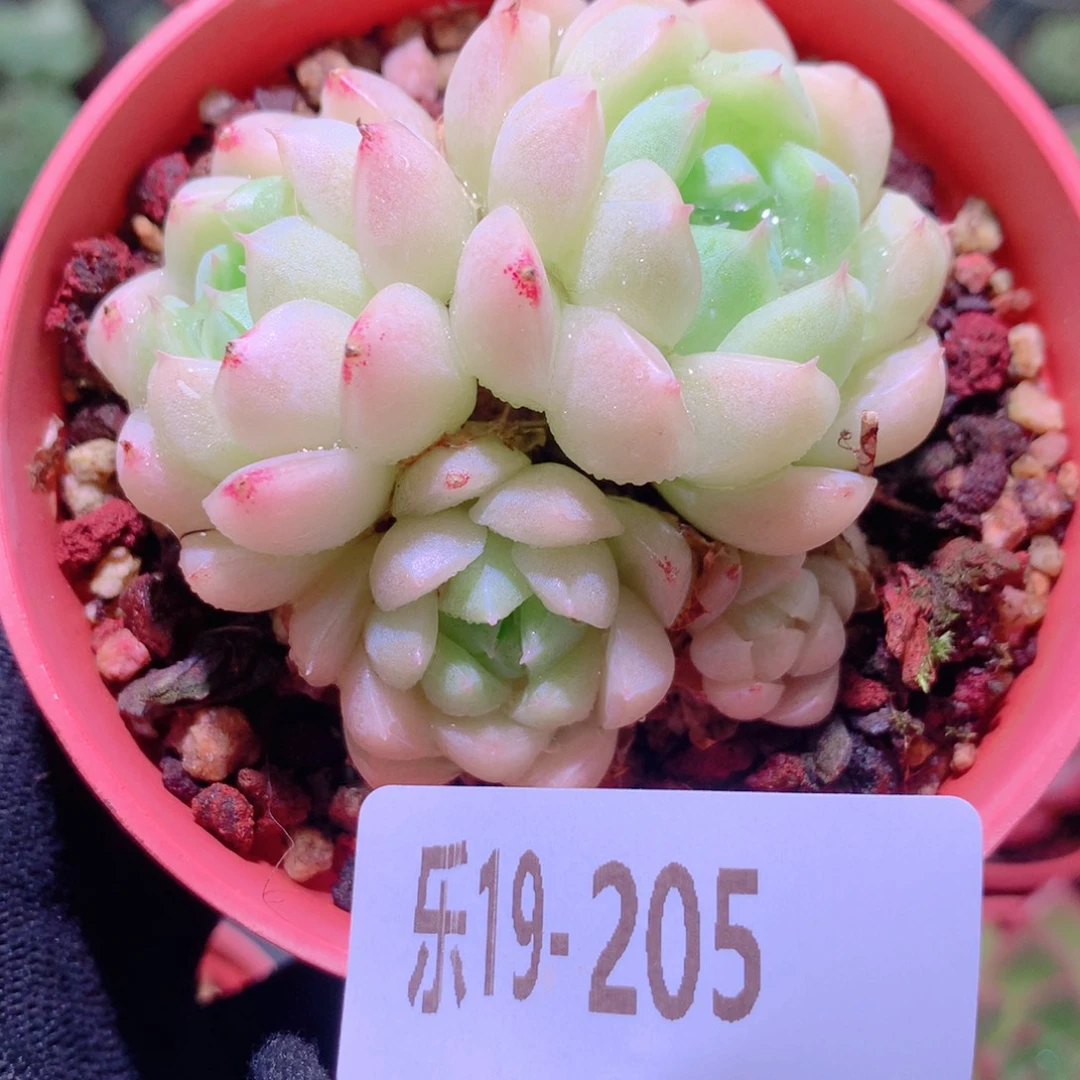 乐然19-205 麦秆 不包整