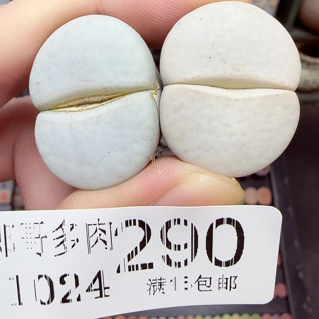 满满18包邮1024-290