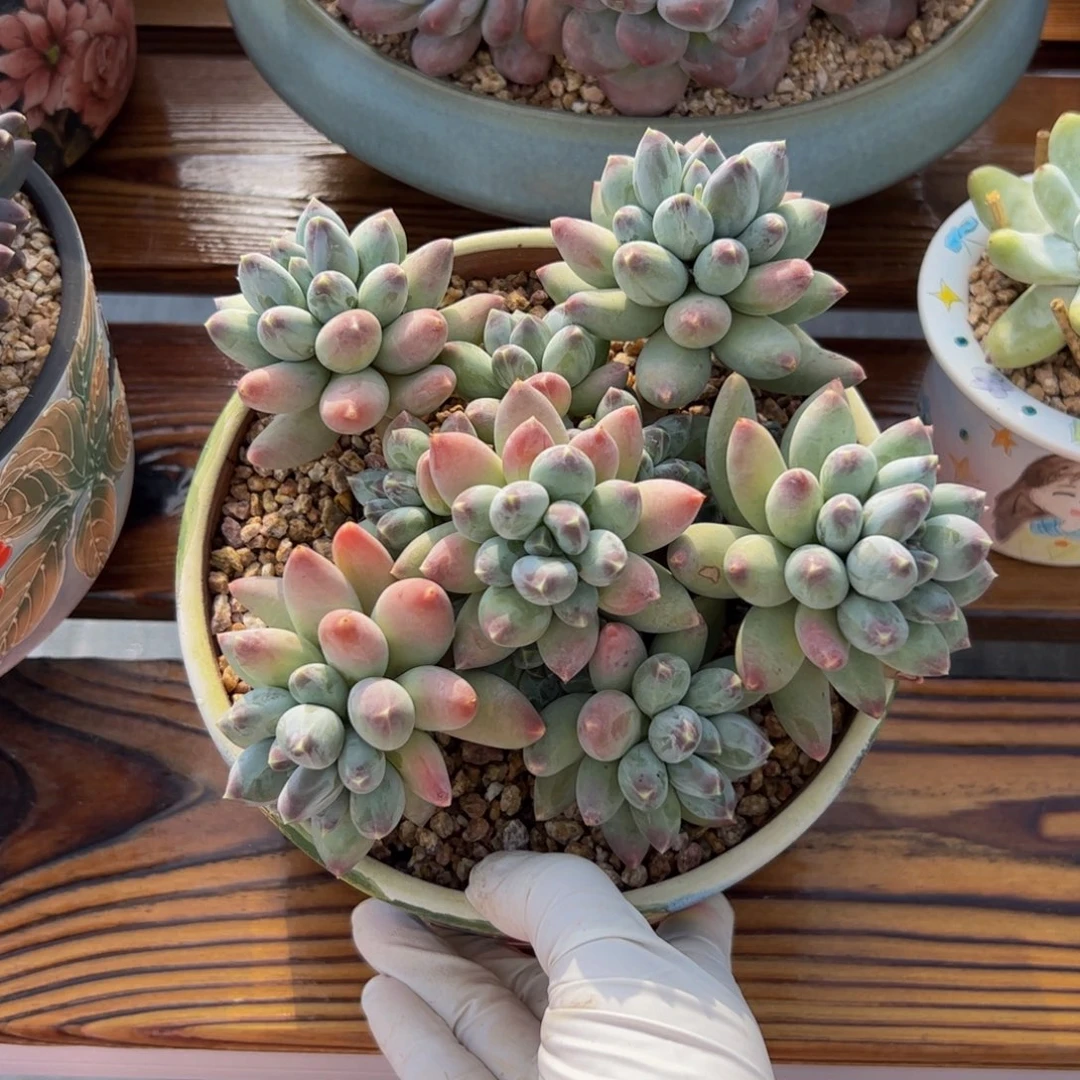 松果美人多肉植物