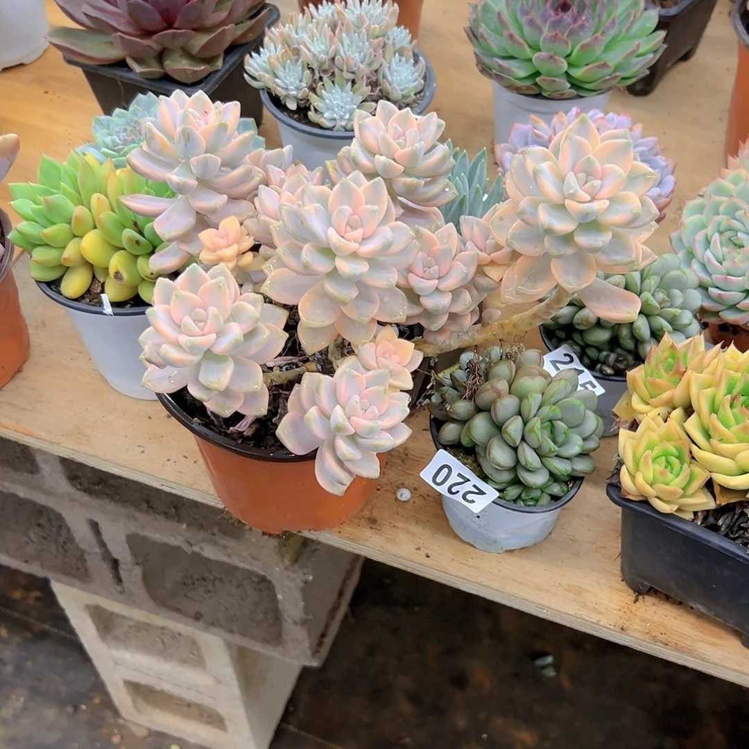 ****好养活多肉植物180