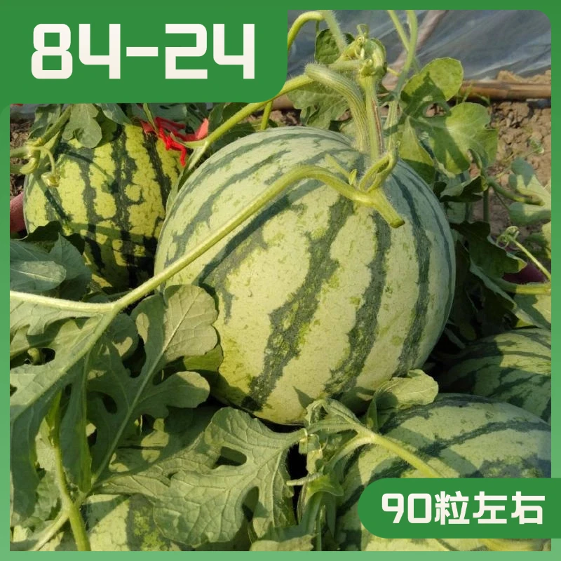 8424西瓜种子早熟薄皮新品种冰糖麒麟西瓜籽水果种子全国春季种植