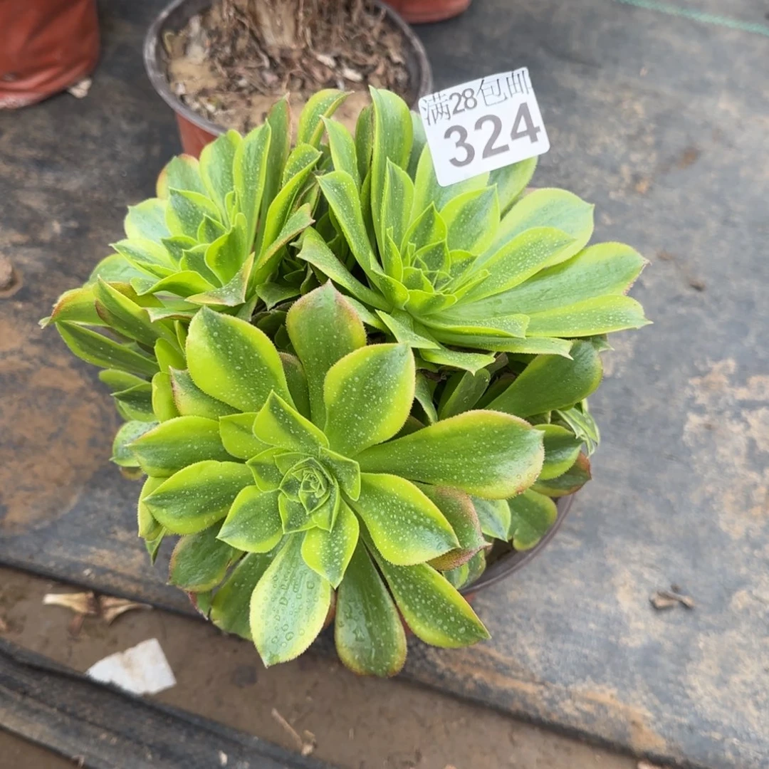 青檬多肉324满28包邮断枝不包