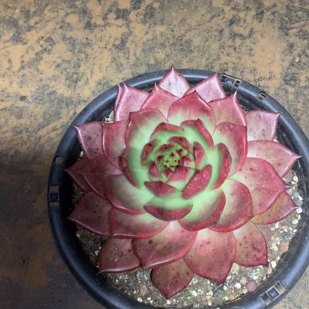 泡***泡福利特价钻石贝拉