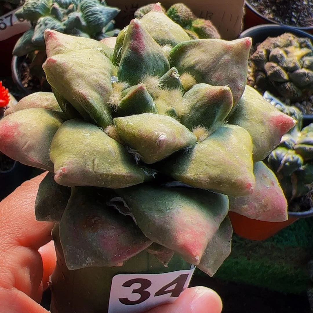 无花朵青瓷牡丹季节锦347