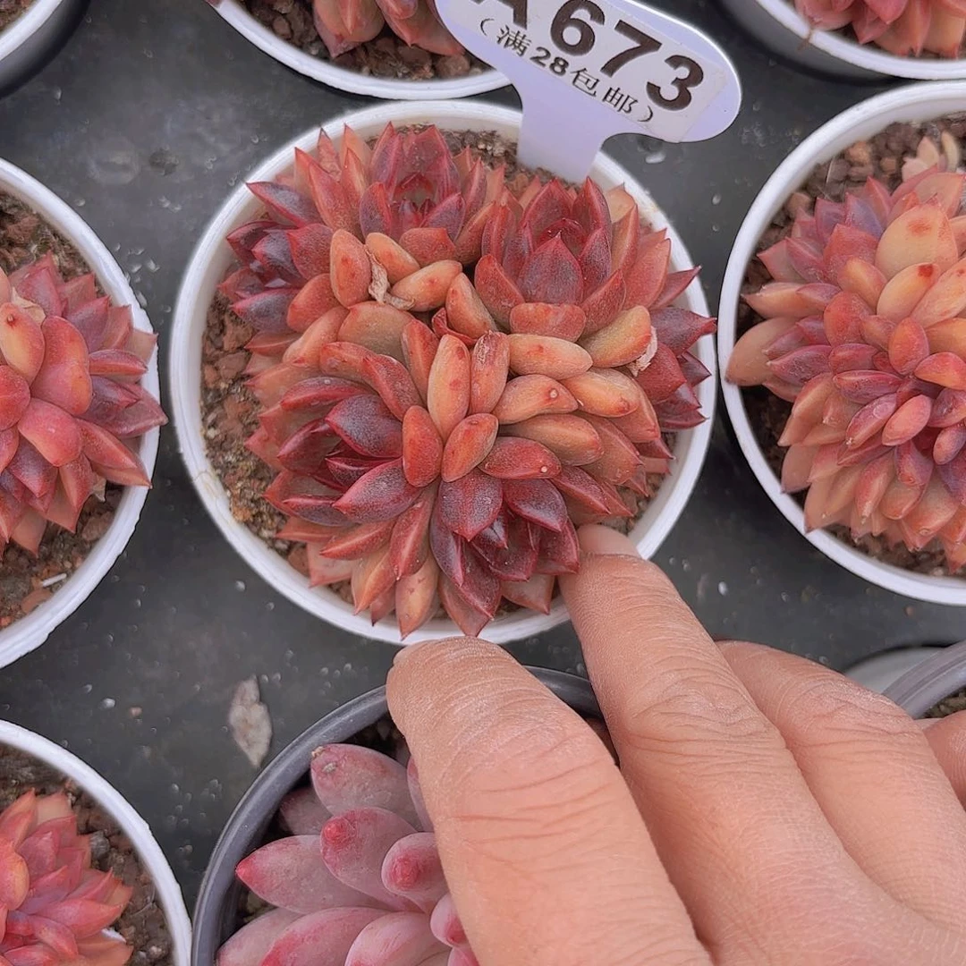 A673黑天鹅一物一拍