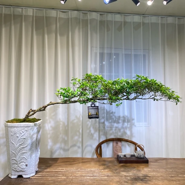 [海岛园艺] 海岛栀子花 一物一拍