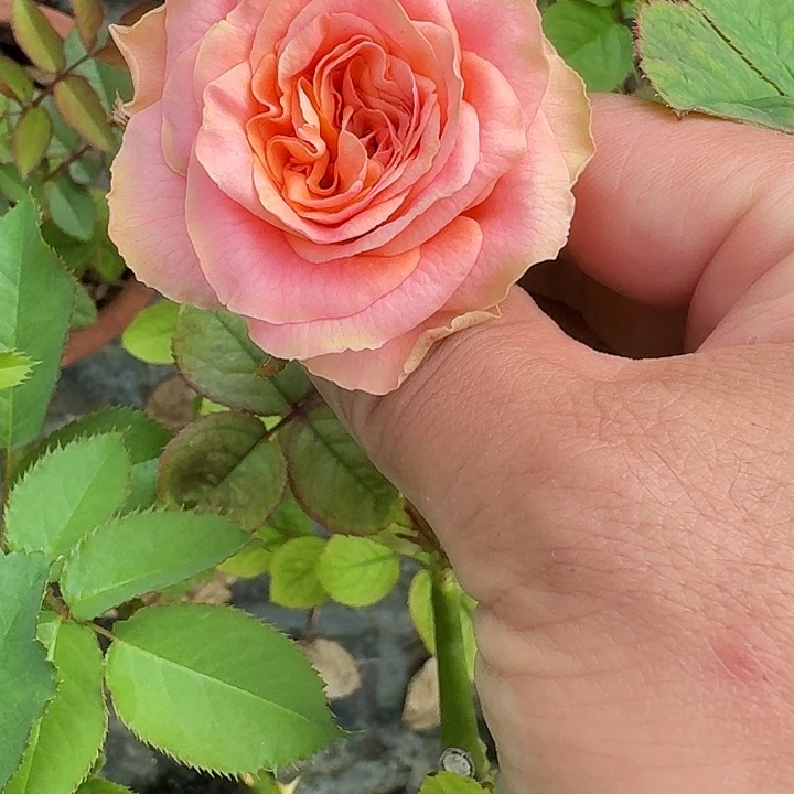 无花朵苏茜根接小苗