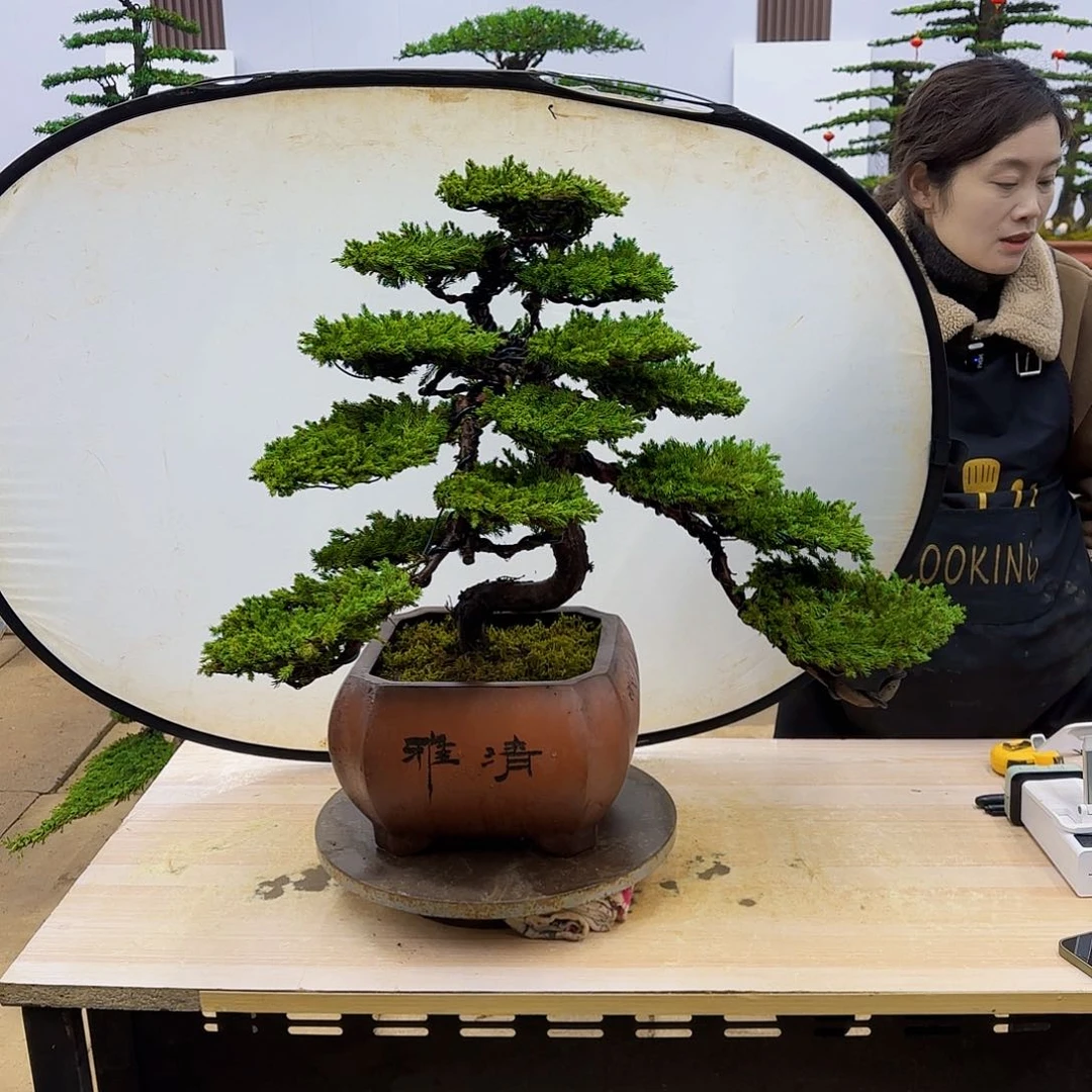盆景直播间一物一拍