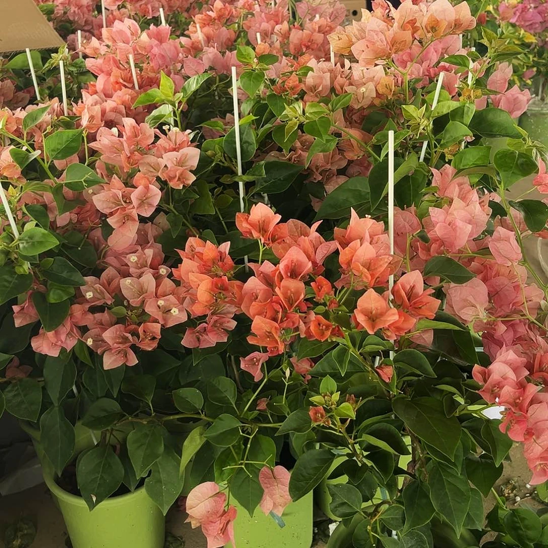 完全开放三角梅不甜西瓜