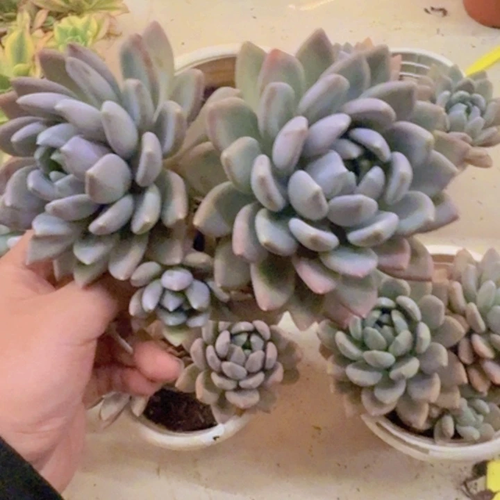 胖美人双头老桩多肉