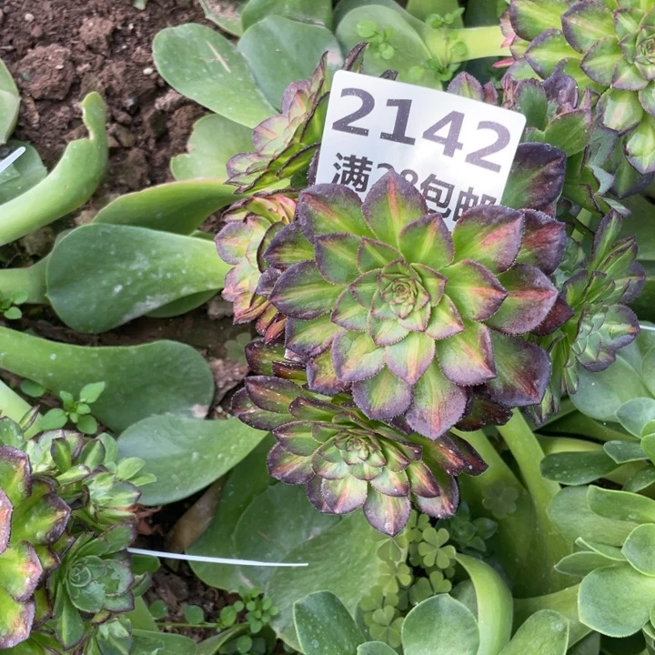 2142三号棚嫁接海王七彩多肉植物