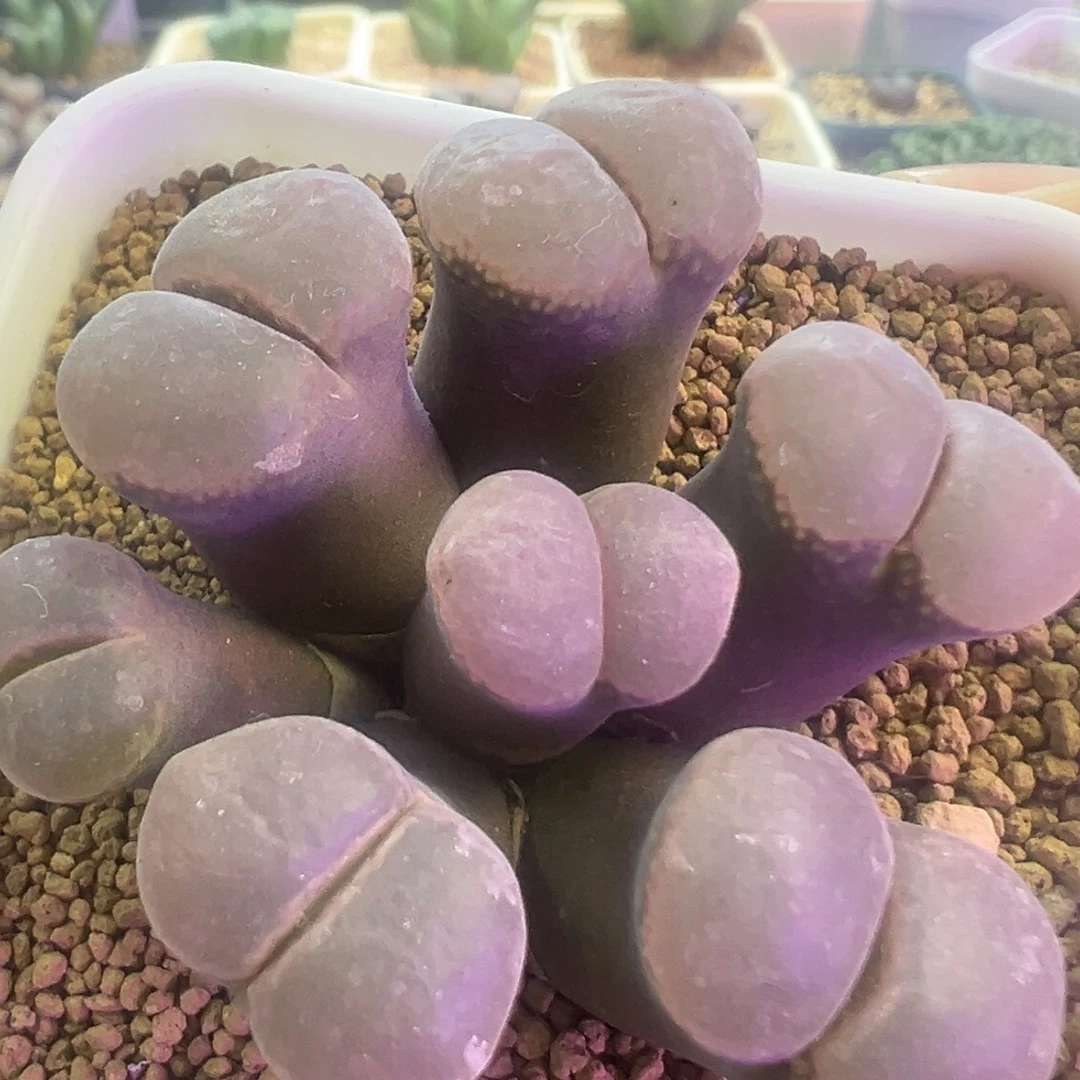 奶紫色群生风铃。肉锥植物