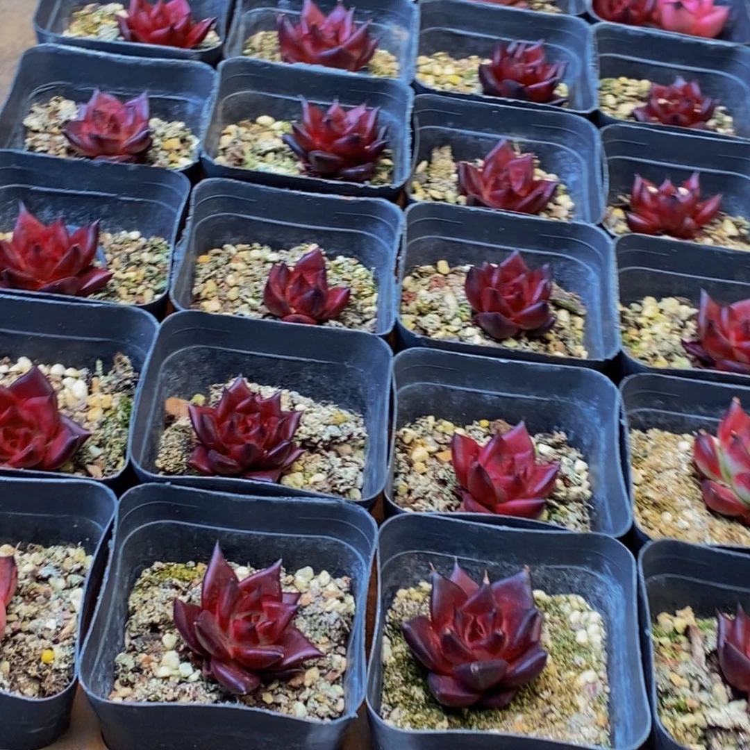 878多肉植物保护研究所所长助理研究员