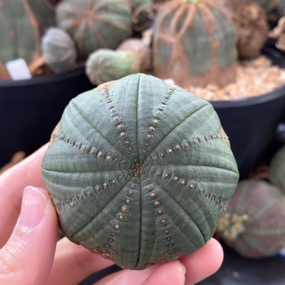 13布纹球精品一物一拍