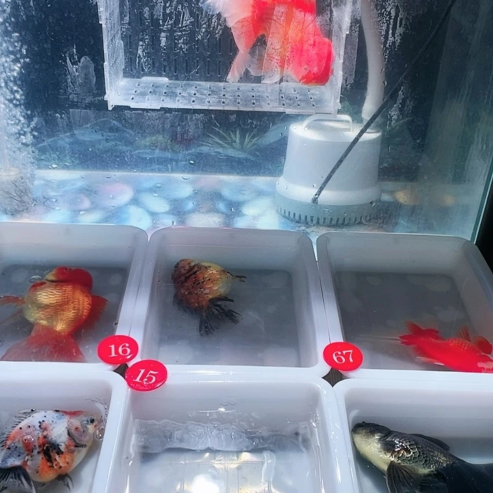海水Shanks互粉基督教很多很多