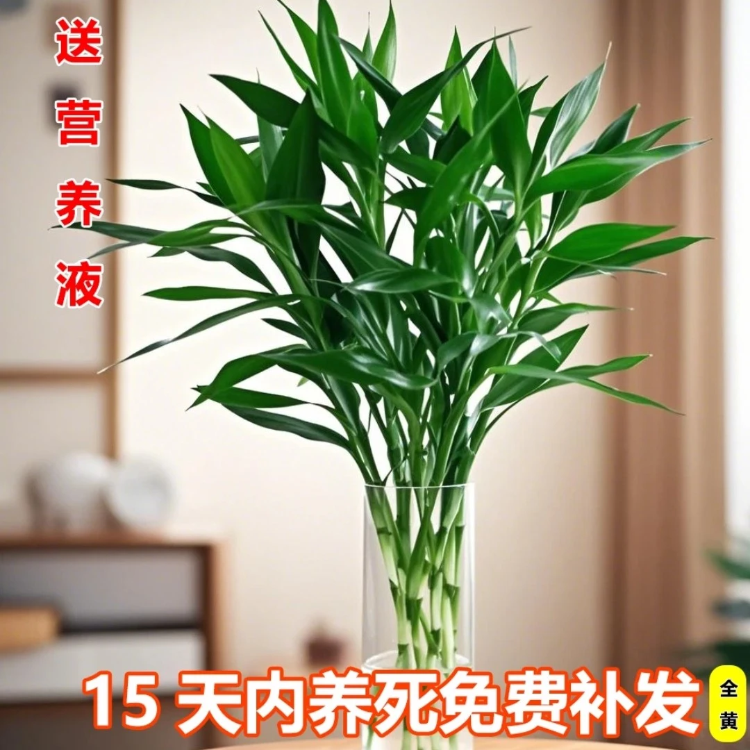【基地精选】富贵竹60-70厘米水培植物小竹水养绿植
