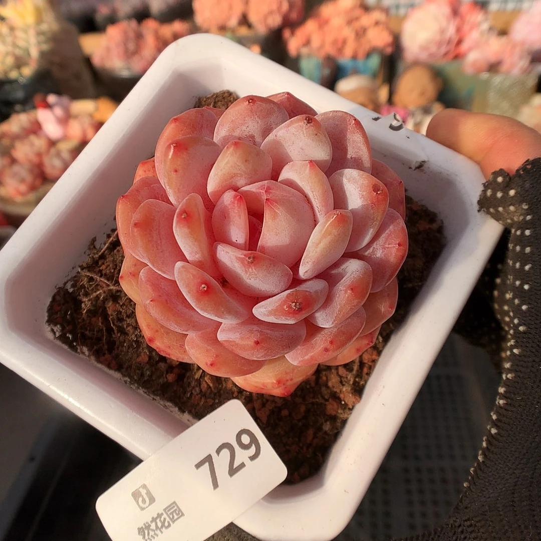 729雪天使多肉植物6666