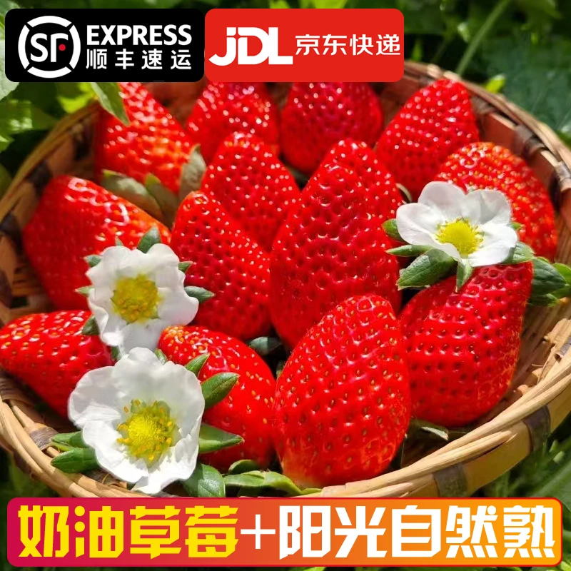 【顺丰速运】大凉山新鲜露天奶油草莓现摘现发 酸甜应季水果dhz