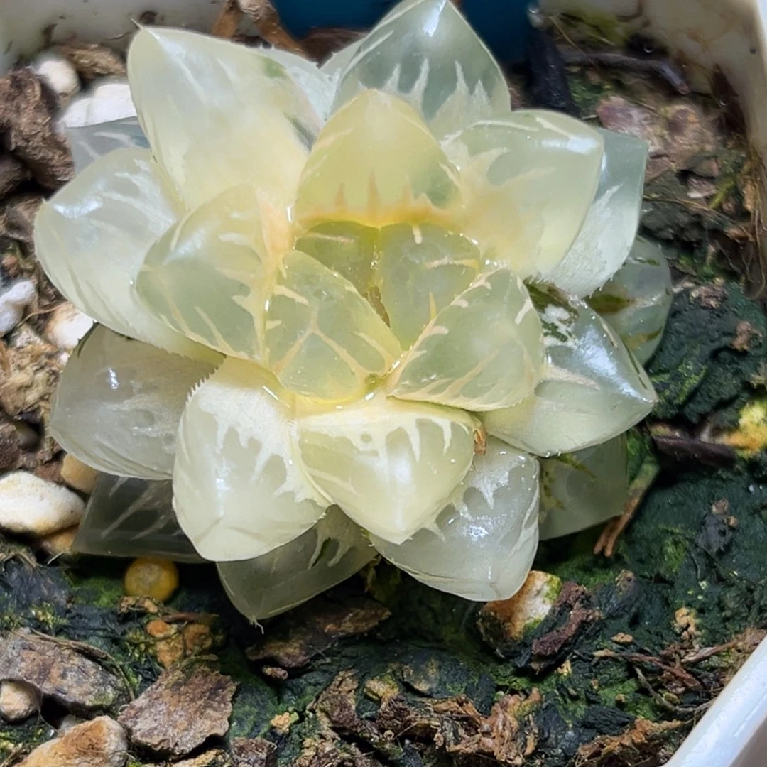 恭喜发财大吉大利0083