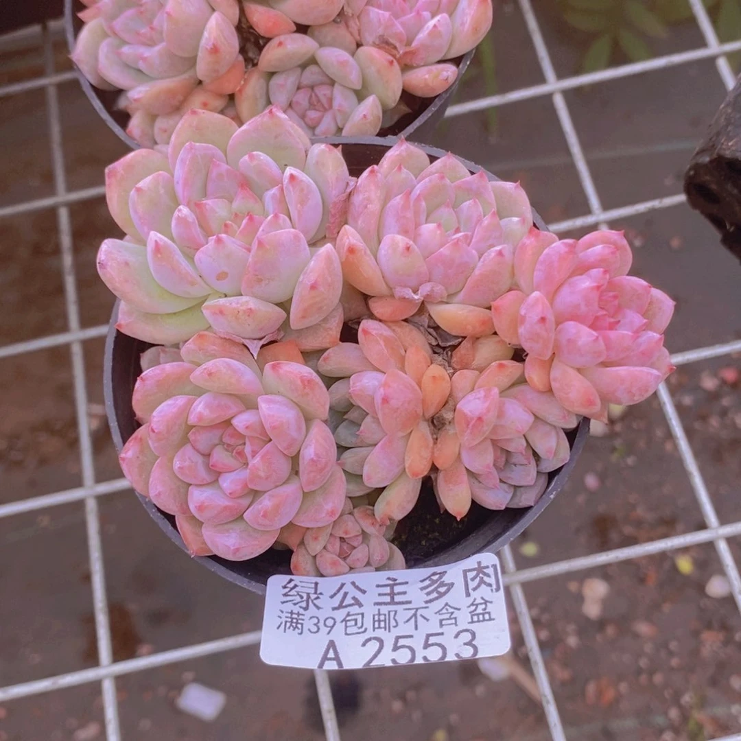 霜花8cm2553多肉植物