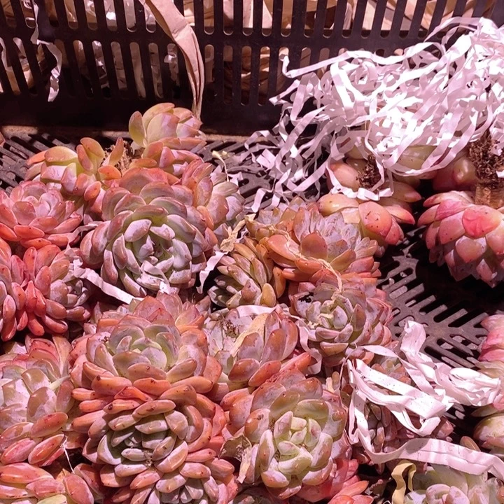 抱***月随即一颗哇哇哇哇