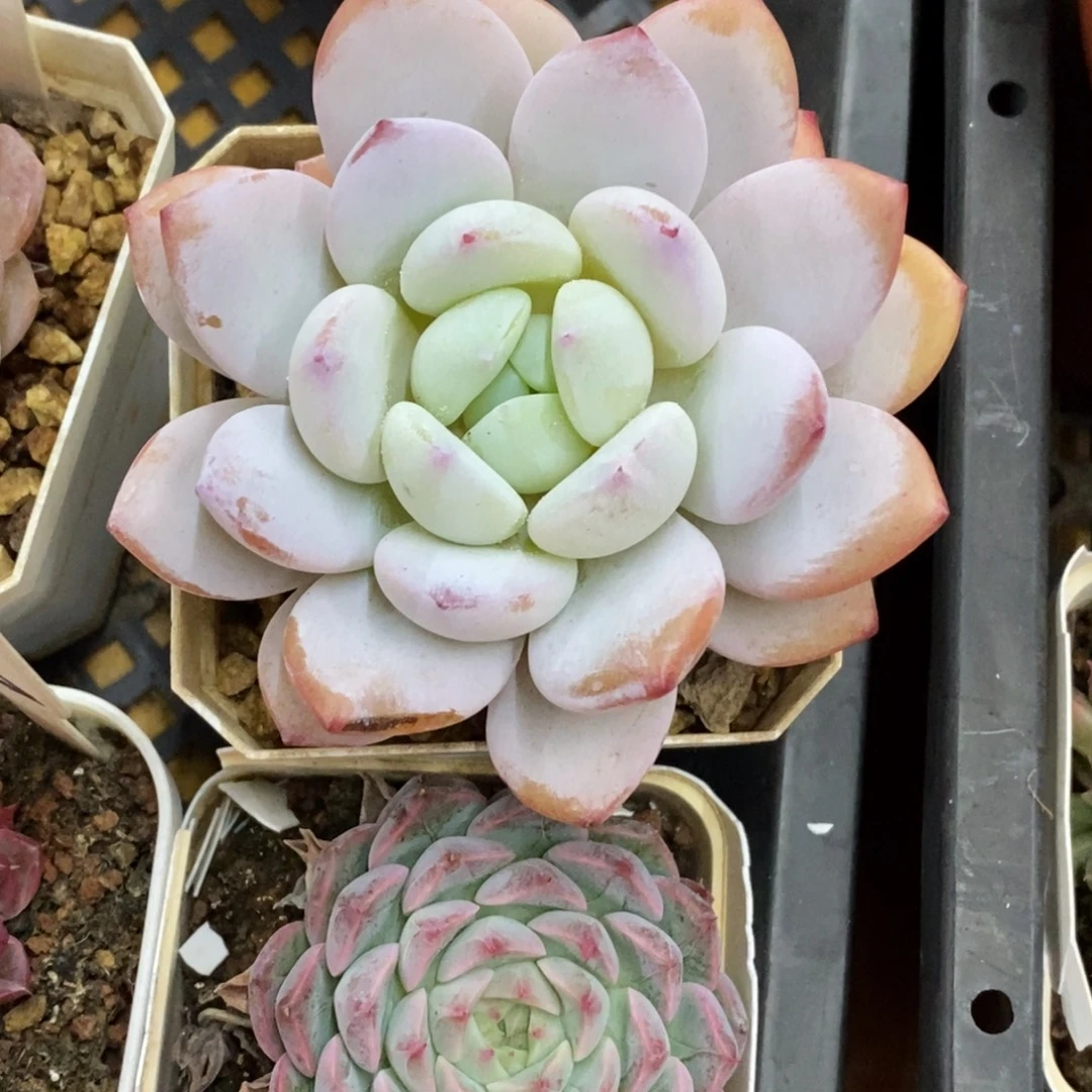 精品多肉一物一拍不包整475