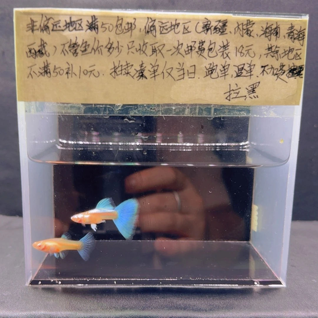 孔雀鱼天空蓝欧翼飞船一对