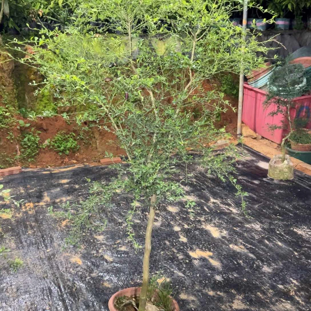 绿植盆栽花卉植物