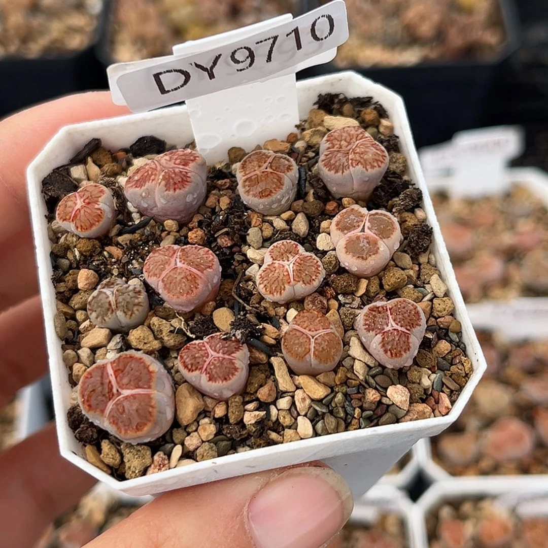 一物一拍红窗菊奔驰9710
