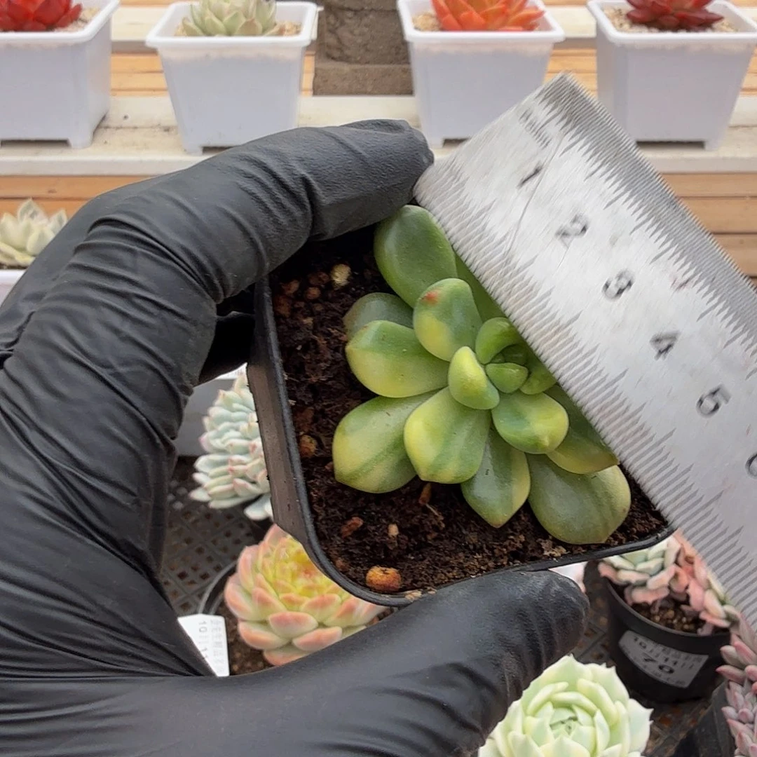 1011-71香奈儿就单头