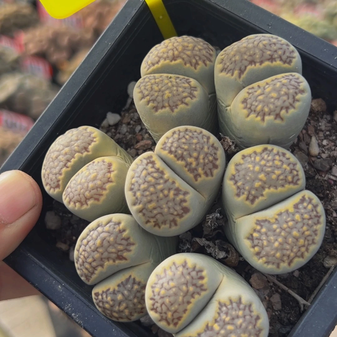 180 生石花大群生大群生